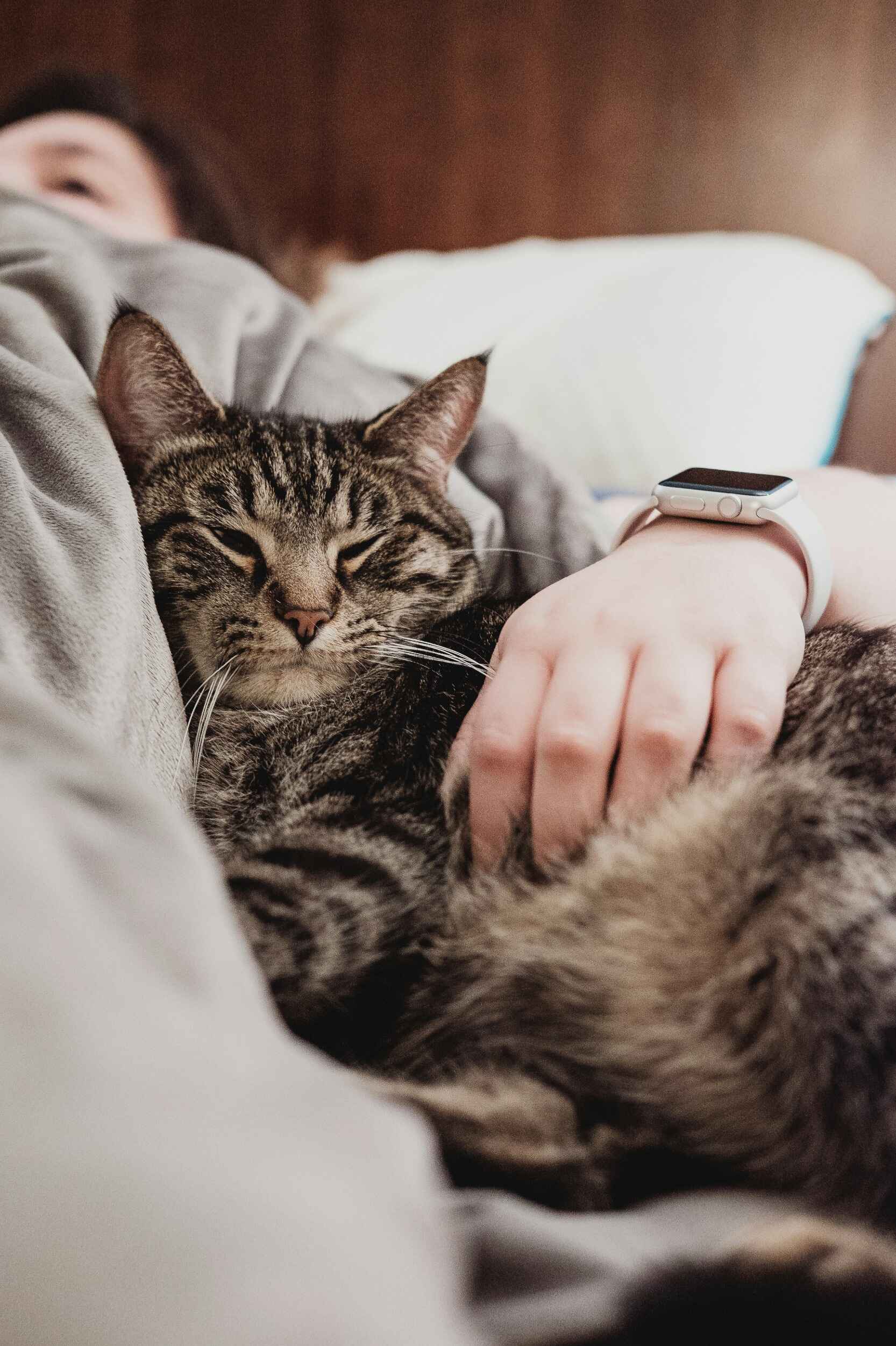 pet-image